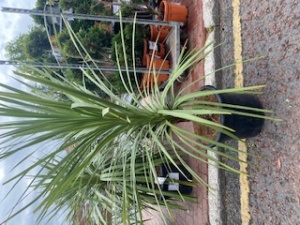 Single Stem Cordyline